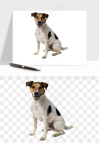 猫咪喵星人狗狗宠物元素png免抠