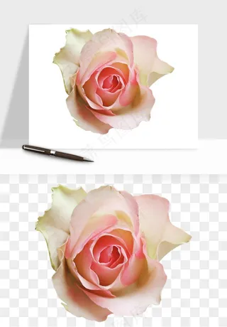 复古鲜花玫瑰png免抠