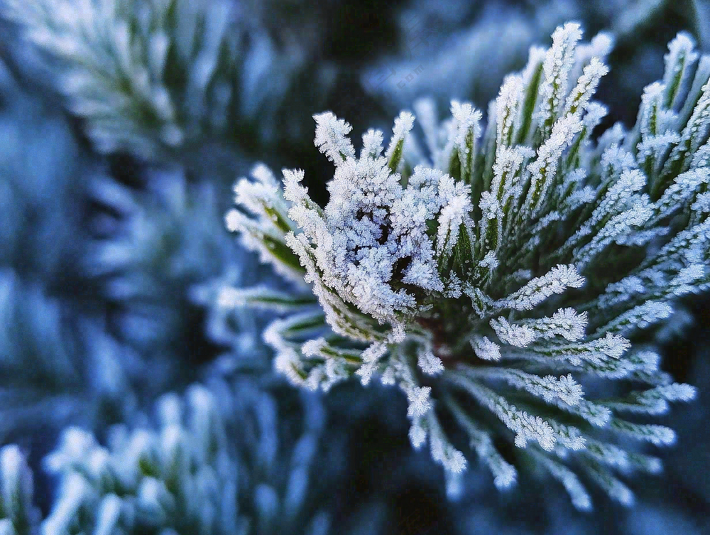 松树松针上的雾凇白霜霜降摄影图