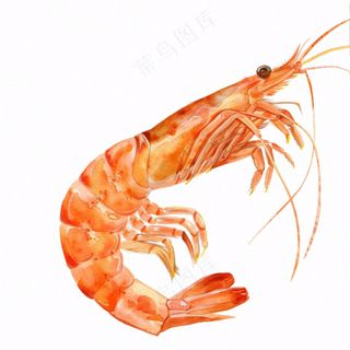 虾基围虾食物海洋卡通插画免抠