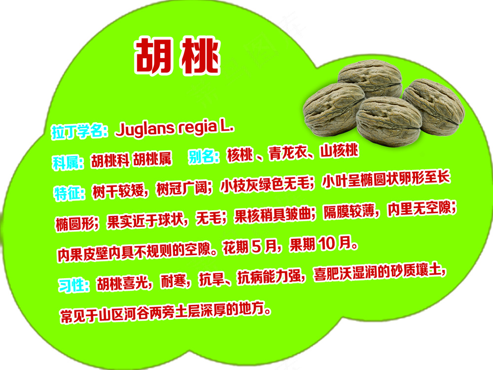 卡通云朵形 胡桃树牌