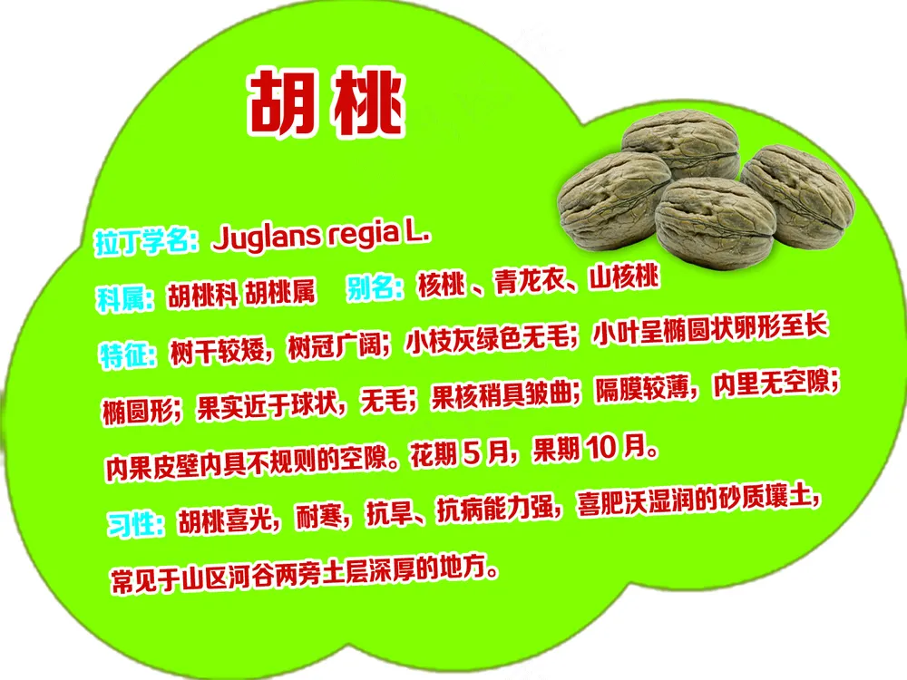 卡通云朵形 胡桃树牌
