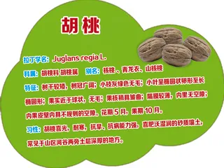 卡通云朵形 胡桃树牌