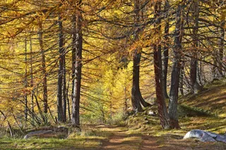 遍地金色的山间树林