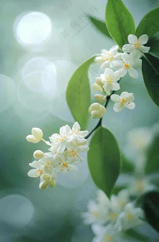 树枝上的小白花花朵植物摄影图