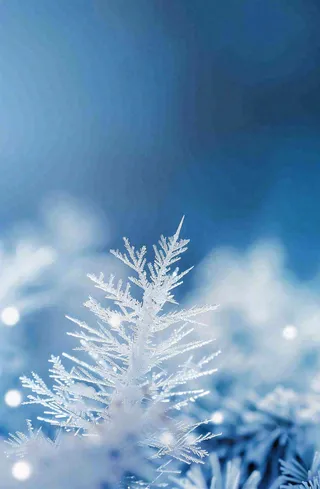 冬天挂满白霜的松针树寒冷霜降摄影图