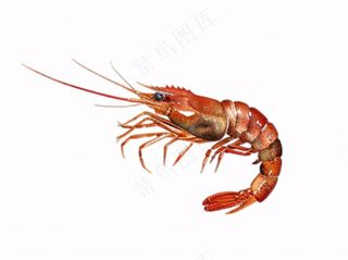 虾基围虾食物海洋卡通插画免抠