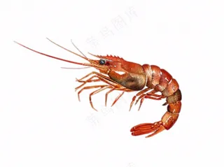 虾基围虾食物海洋卡通插画免抠