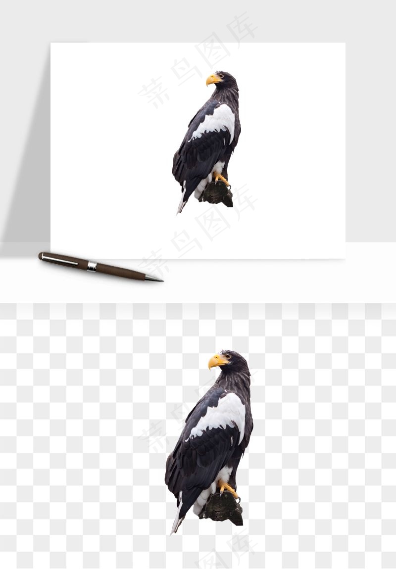 老鹰雄鹰展翅png免抠