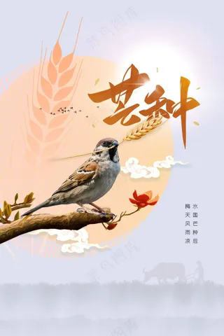 芒种节气传统活动海报