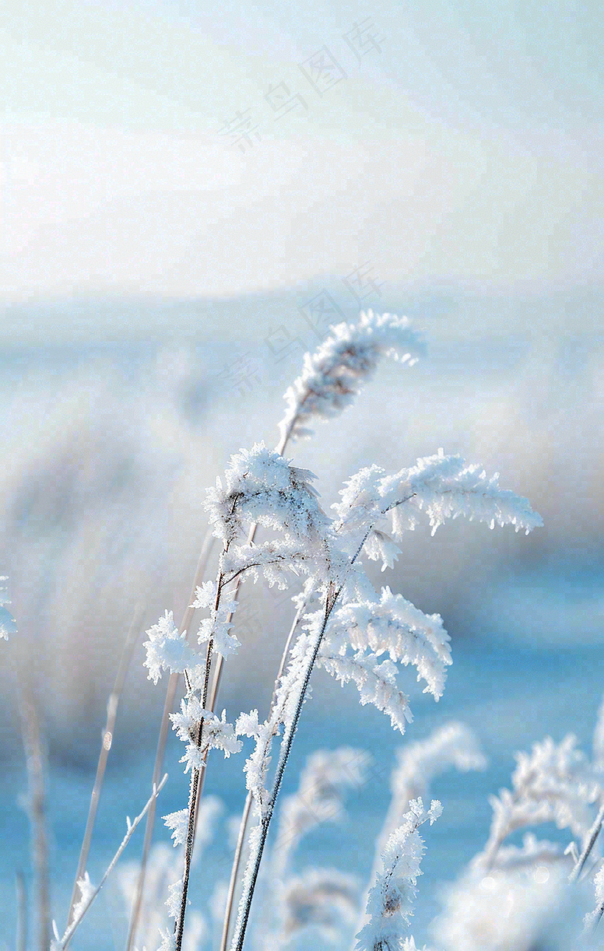 冬天白雪地里的芦苇植物小寒大寒寒露霜降摄影图