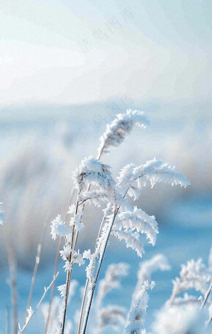 冬天白雪地里的芦苇植物小寒大寒寒露霜降摄影图