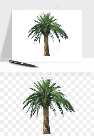 棕榈树椰树png免抠
