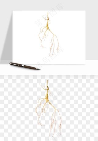 人参养生药材png免抠