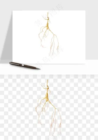 人参养生药材png免抠