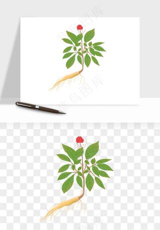 人参养生药材png免抠