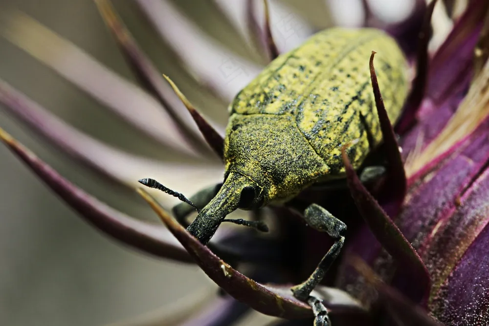 宽头黄黑蝶·微距特写·紫黄辉映·生态摄影展示