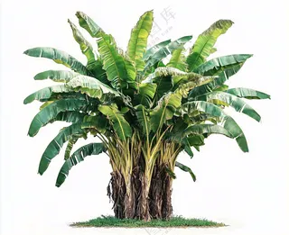 芭蕉树绿植景观白色背景摄影图