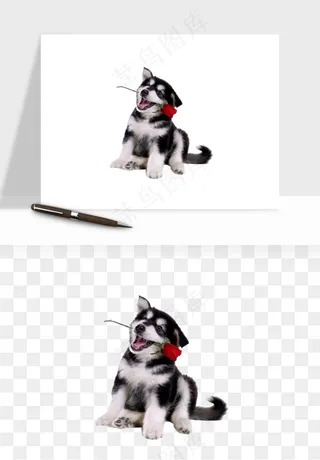 猫咪喵星人狗狗宠物元素png免抠