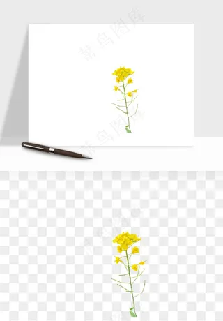 油菜花田png免抠