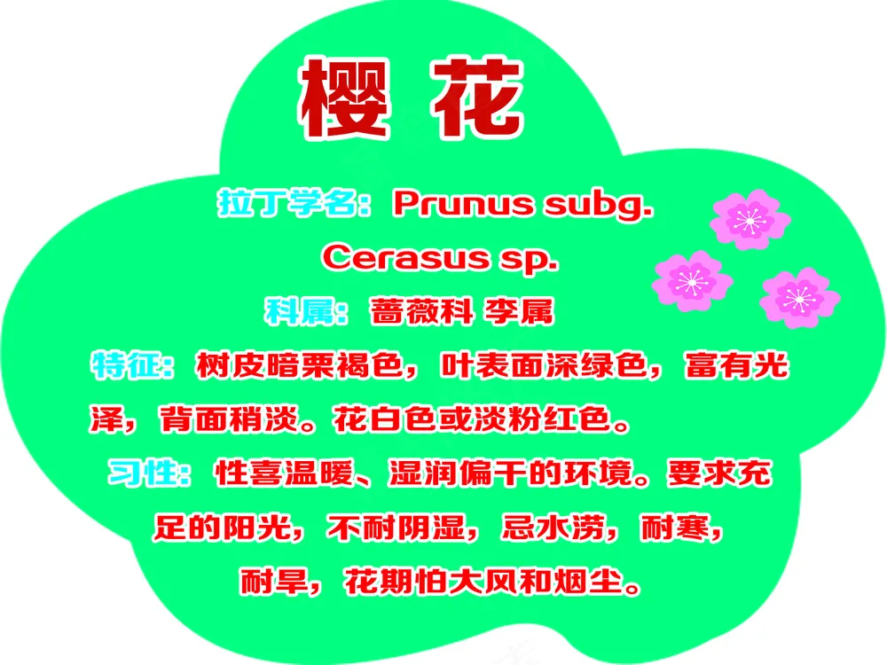 花形 樱花树牌