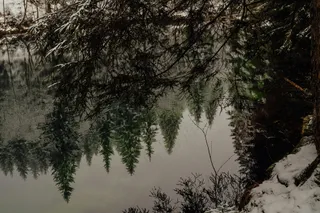 雪后的静谧森林