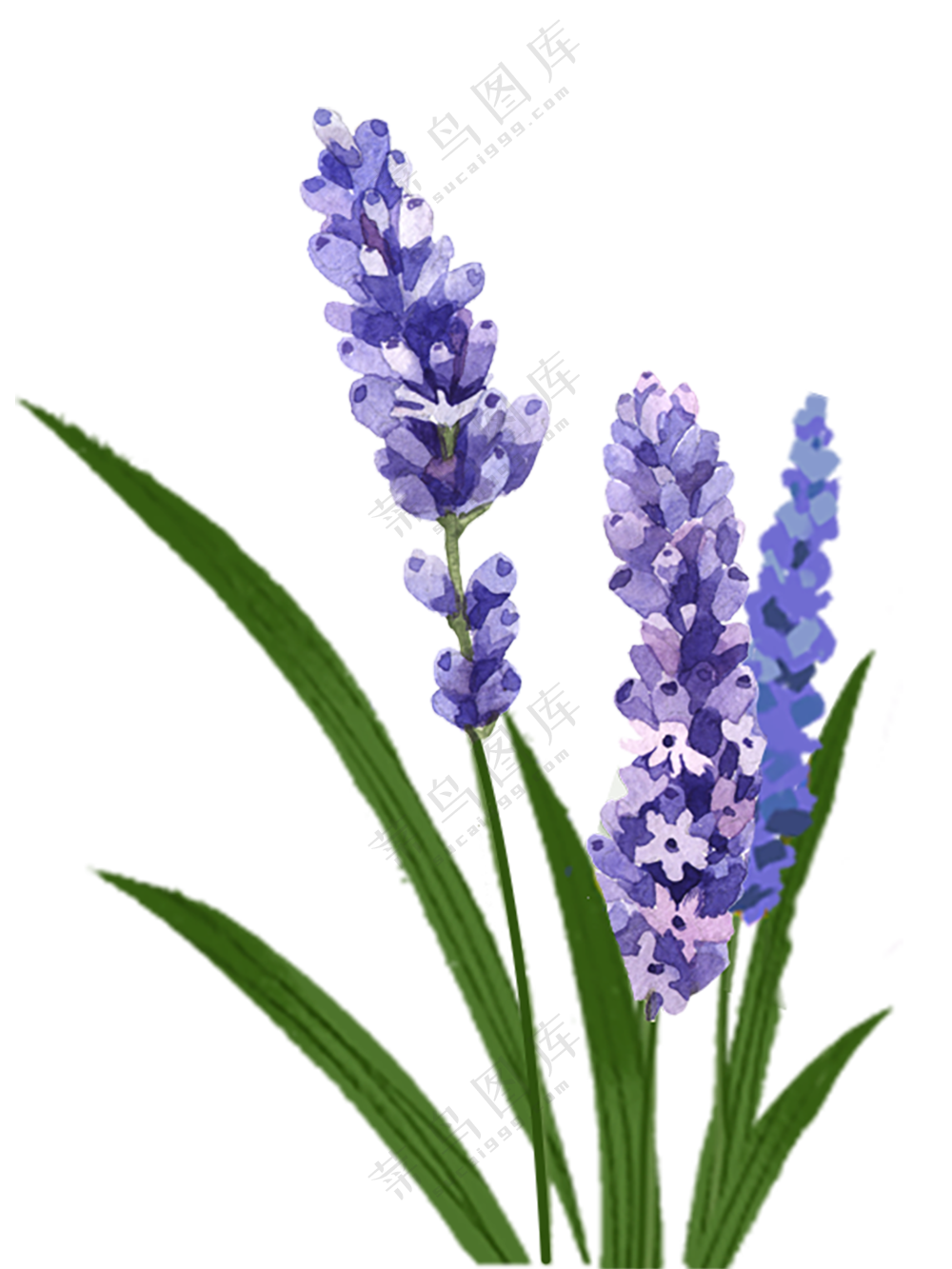 紫色的花卉