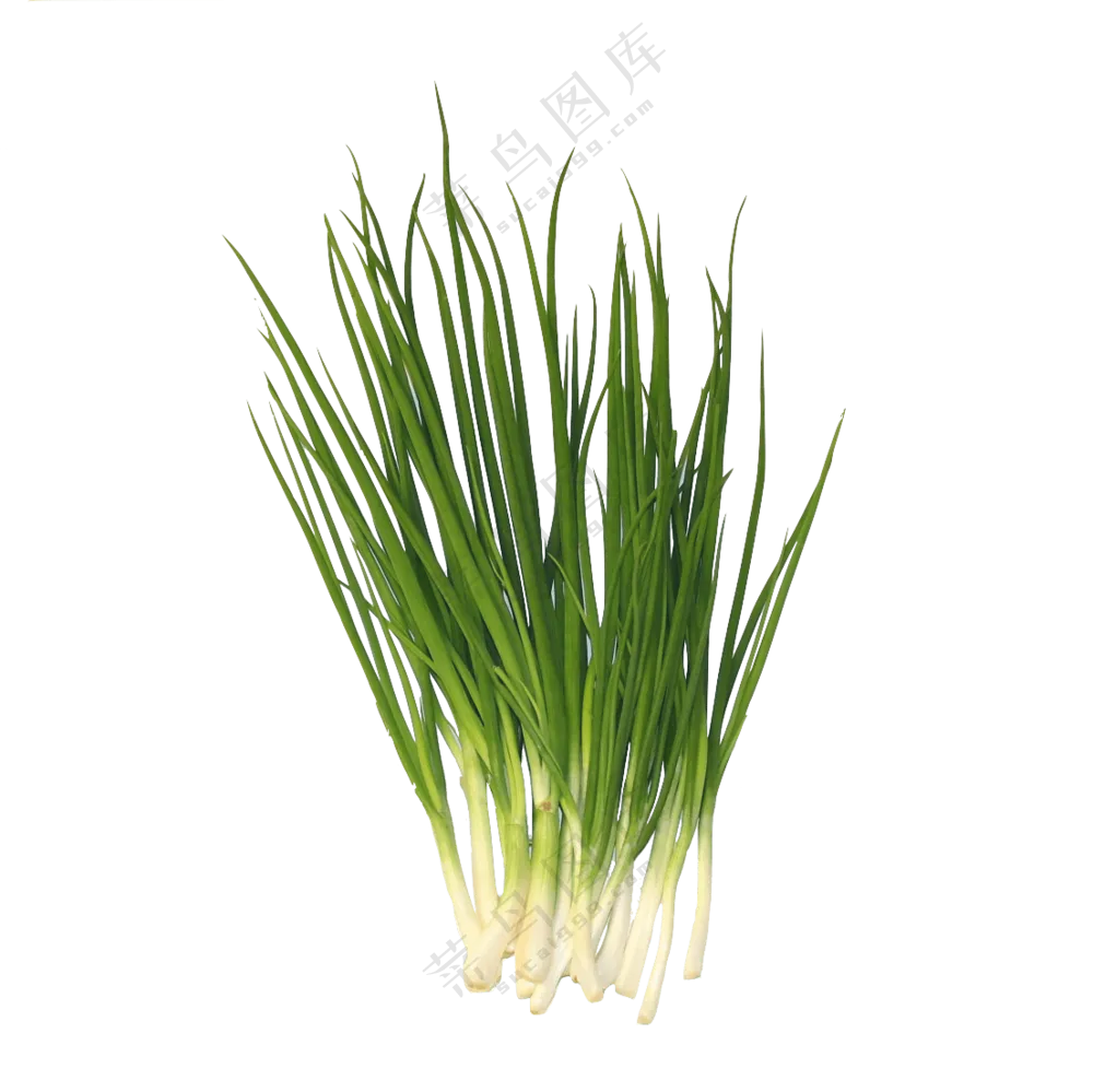 去除了根须的香葱主题免抠图片素材