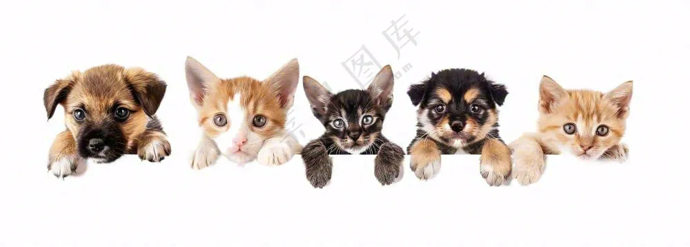 萌宠宠物猫狗动物免抠