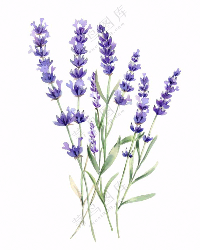 紫色薰衣草花朵植物插画免抠