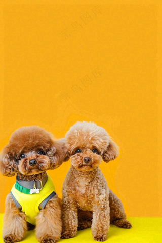 宠物美容院猫狗卡通插画背景