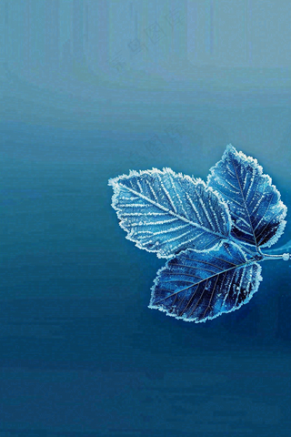 冬天树叶上结着白霜霜降摄影图