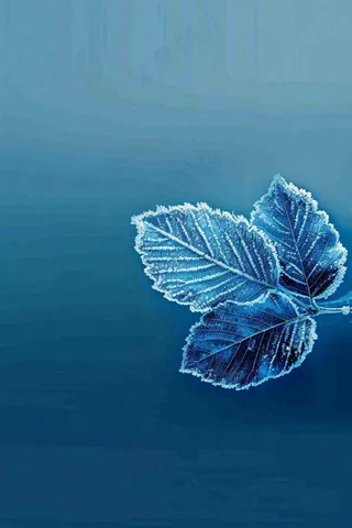 冬天树叶上结着白霜霜降摄影图