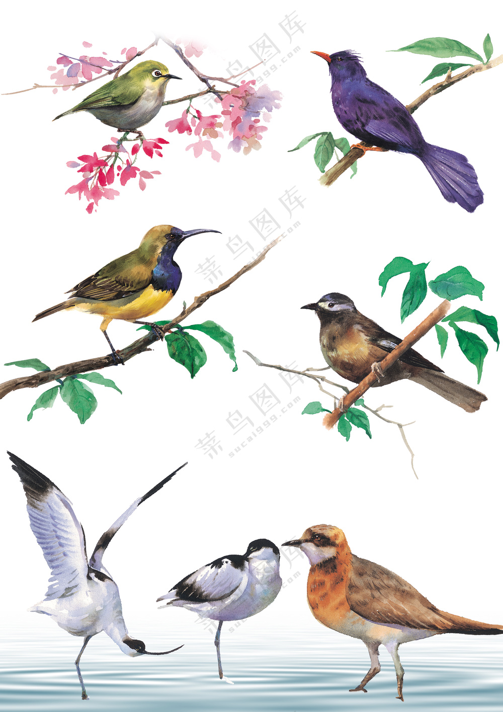 各种鸟类水彩插画元素大合集