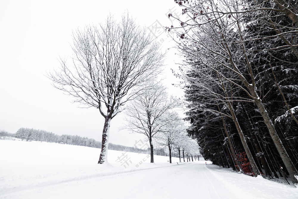 冬日雪景冰雪覆盖树木景观