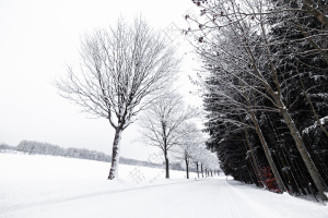 冬日雪景冰雪覆盖树木景观