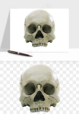 人体骨头png免抠