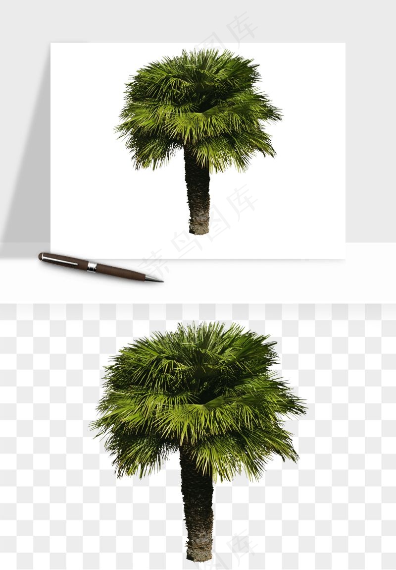棕榈树椰树png免抠