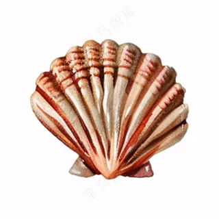 海洋扇贝贝壳卡通插画免抠