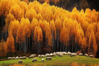 秋天风景黄色的树木森林羊群大自然风光摄影图