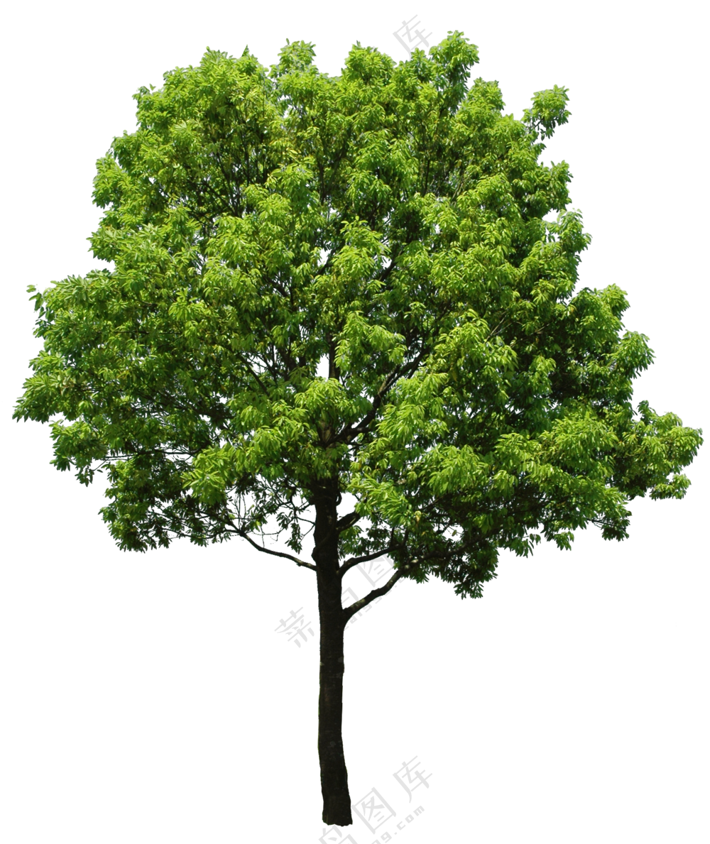 PNG免扣植物树木