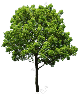 PNG免扣植物树木