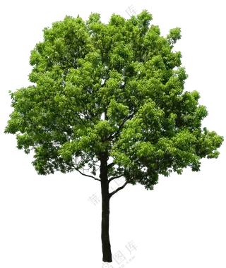 PNG免扣植物树木