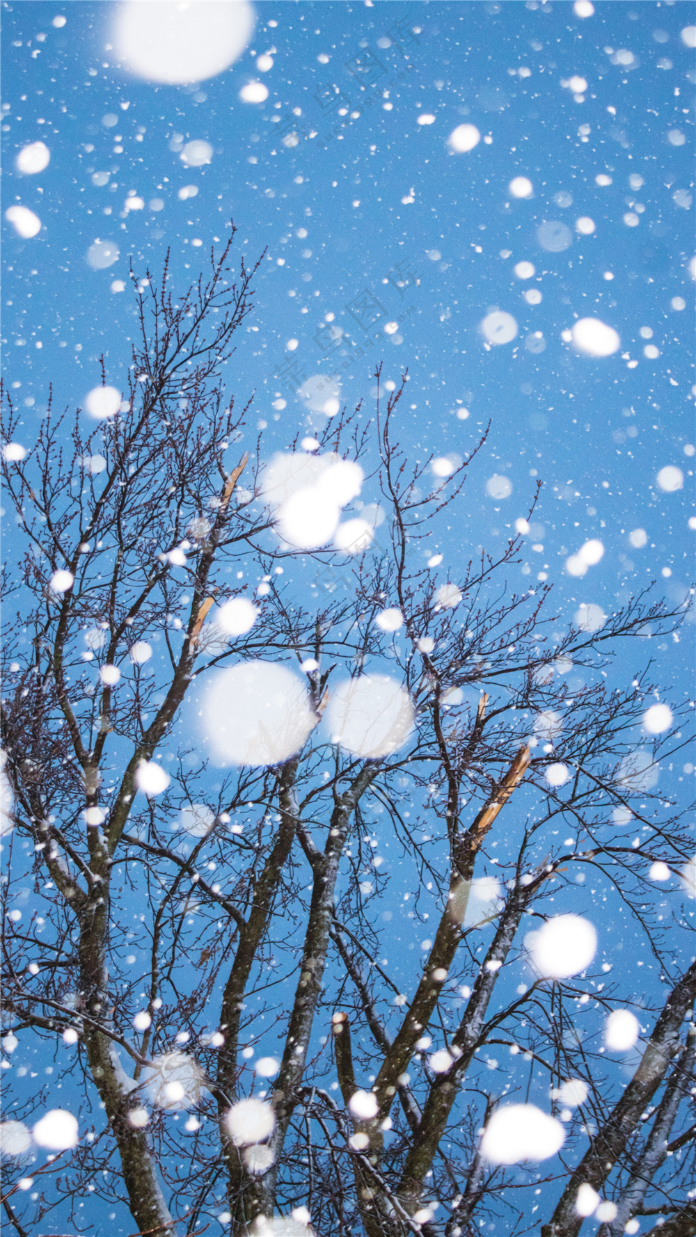 冬季雪花纷飞唯美图片