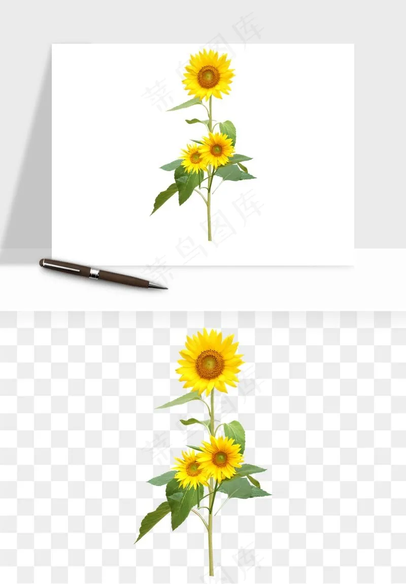 向日葵太阳花卉png免抠