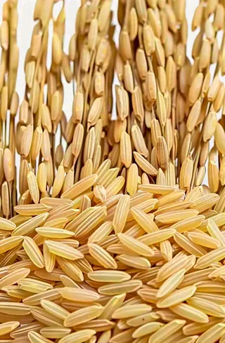 粮食稻谷米饭珍惜粮食丰收世界粮食日摄影图