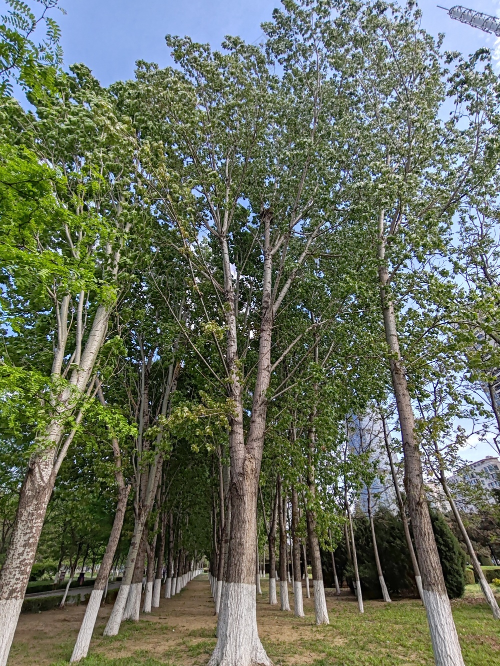 安静的树林
