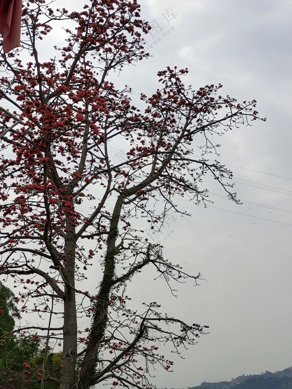 木棉花 风景 
