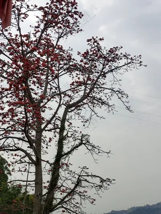 木棉花 风景