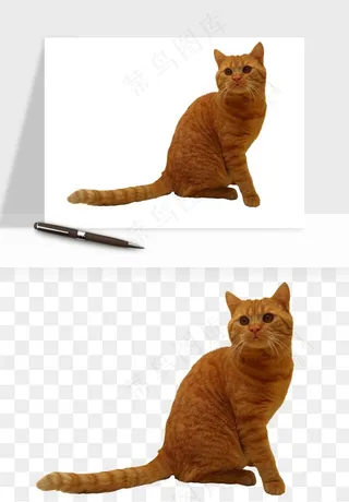 猫咪喵星人狗狗宠物元素png免抠